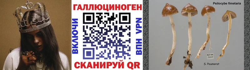 Псилоцибиновые грибы мицелий  сайты даркнета наркотические препараты  Дивногорск 